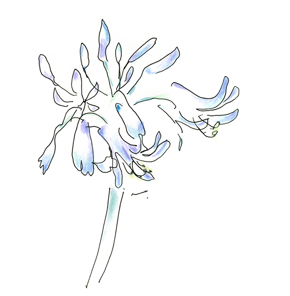 アガパンサス 2024