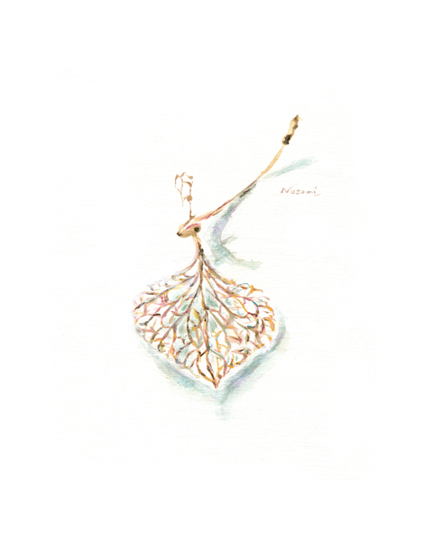 枯れ花、ひらり（紫陽花）