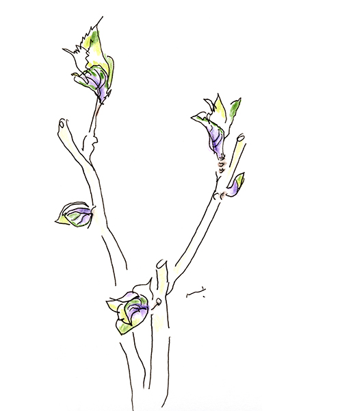 もうすぐ春、の紫陽花