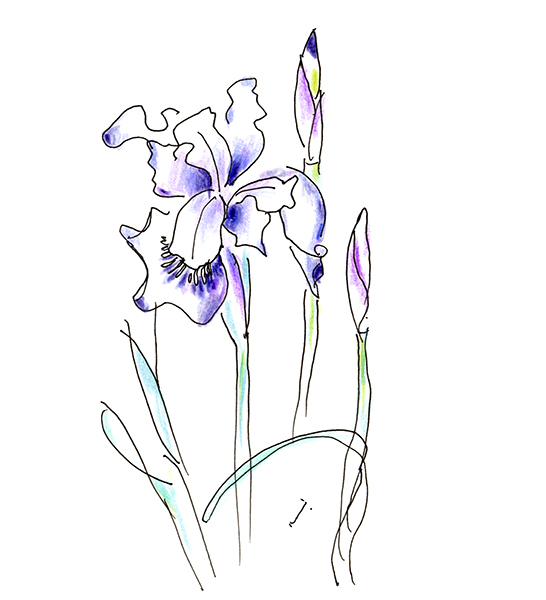 Ayame・あやめ 2025