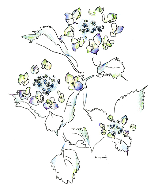 額紫陽花のあかちゃん・The Baby Lacecap Hydrangea
