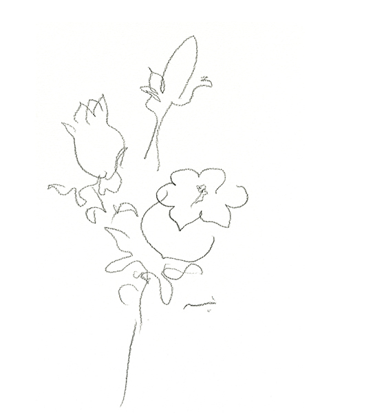 カンパニュラ・Campanula