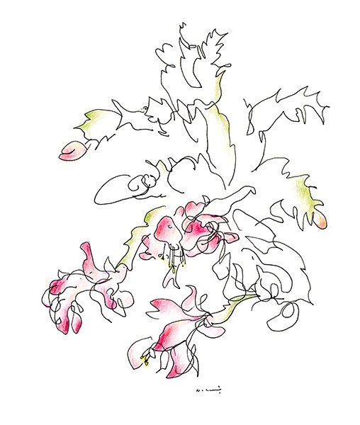 シャコバサボテン、咲いています・The Christmas Cactus Is in Bloom