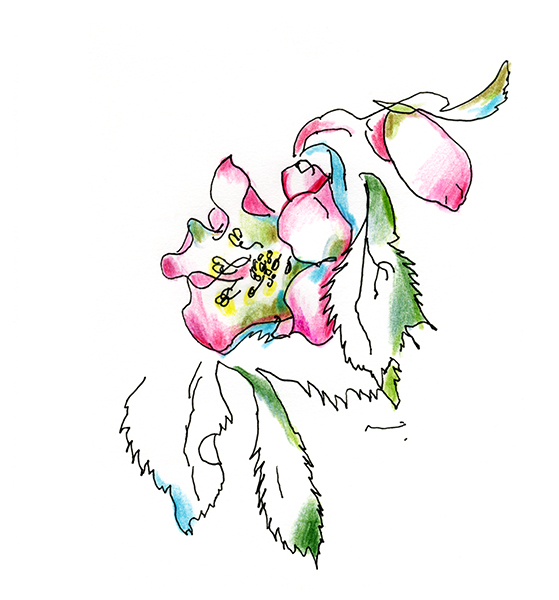 クリスマスローズ・Christmas Rose