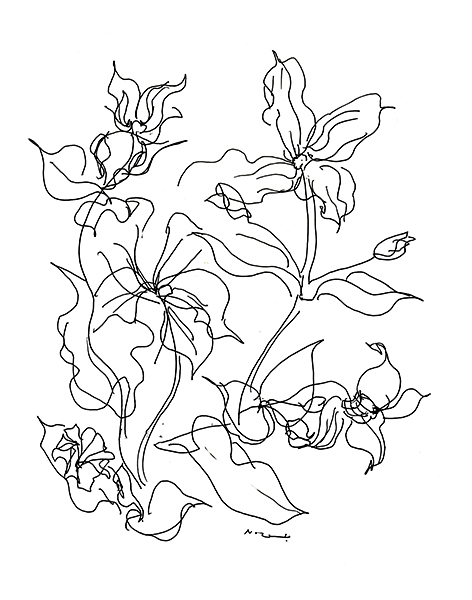 クレマチス（ライン2）・Clematis