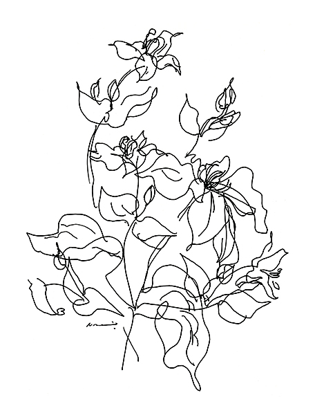 クレマチス（ライン1）・Clematis