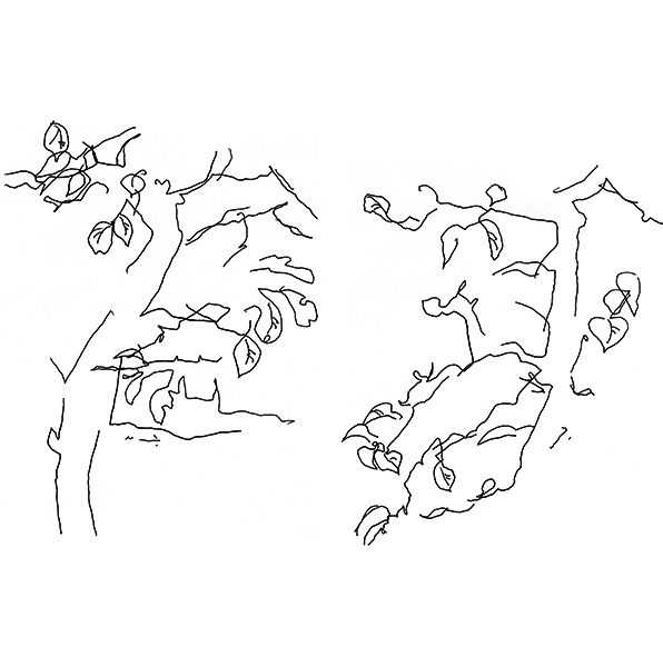 こぶしの枯れ枝