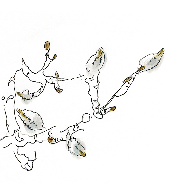 春を待つ、こぶしのつぼみ