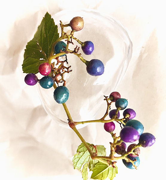 カラフルな実。お山から分けてもらいました。アップ