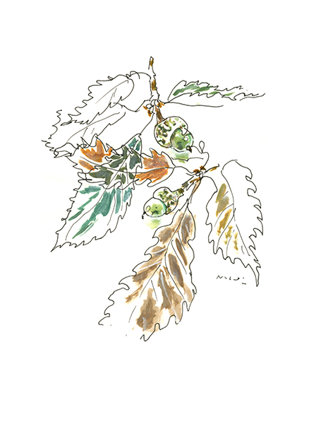 どんぐりグリーン