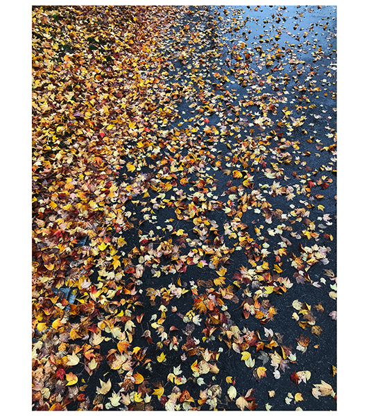 Fallen Leaves 3