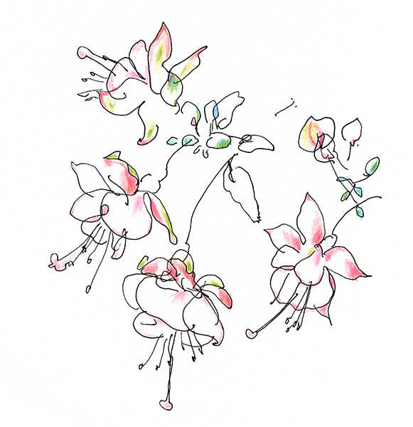 フクシア・Fuchsia