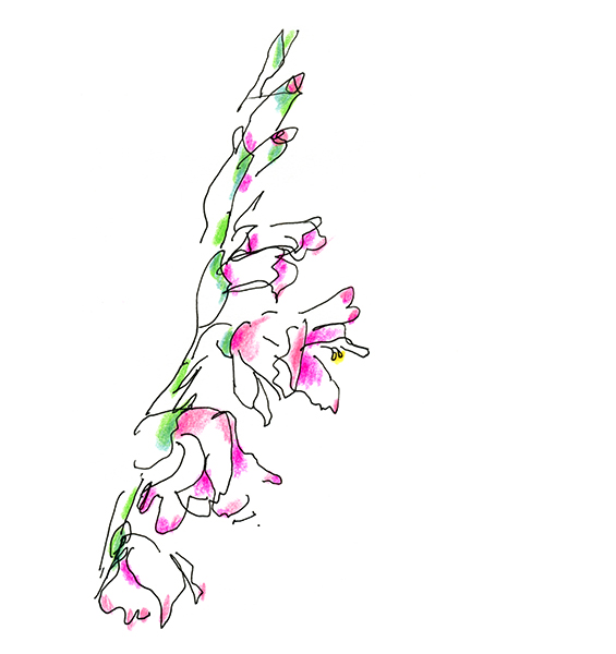 グラジオラス・A Gladiolus
