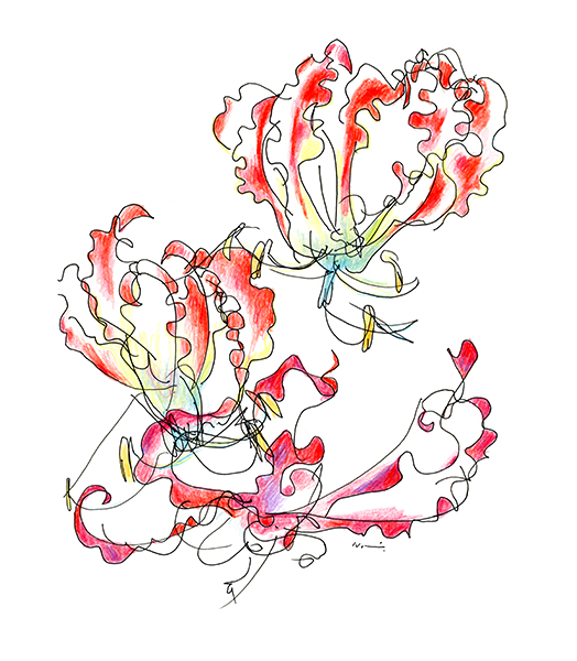 グロリオサ・The Gloriosa