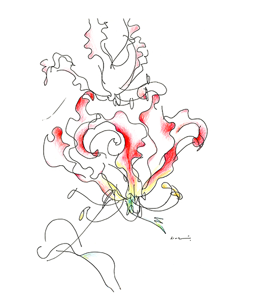 グロリオサ・The Glory Lily