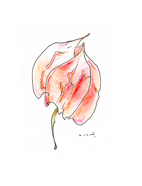 ほおずき・Chinese Lantern Plant