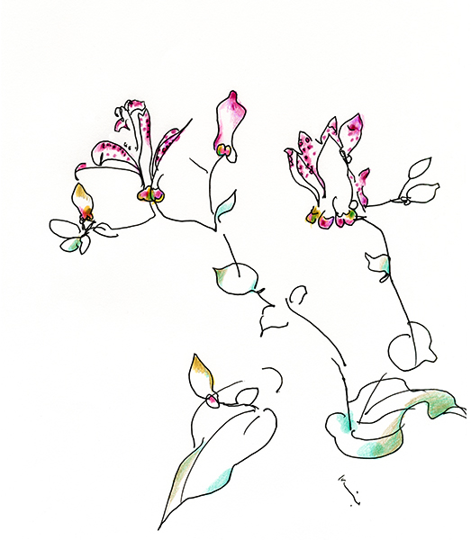 ホトトギス・杜鵑草・時鳥草・Japanese toad lily