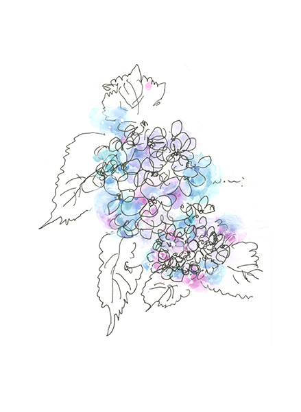 ふんわり紫陽花