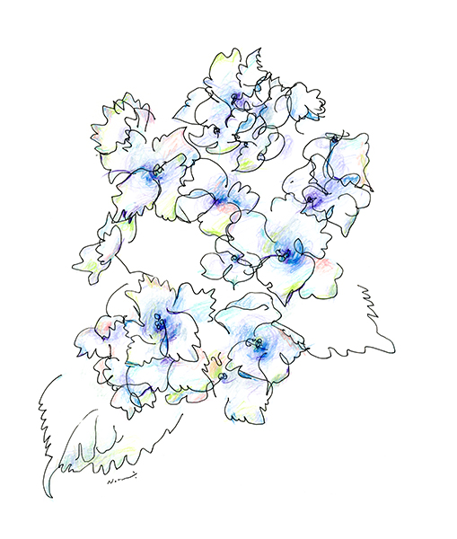 紫陽花 2021・The Hydrangea 2021