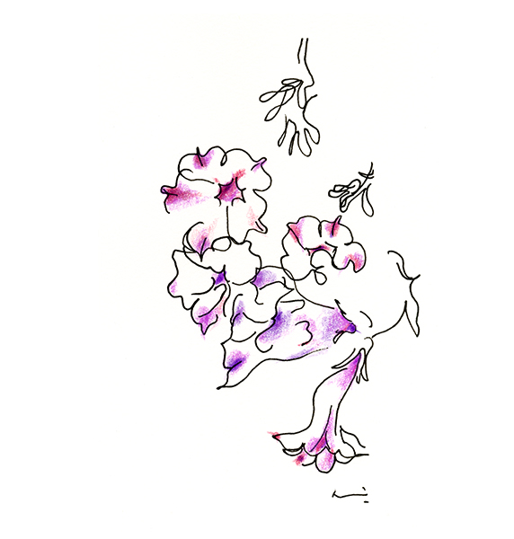 スーパーインパチェンス 2・super impatiens 2