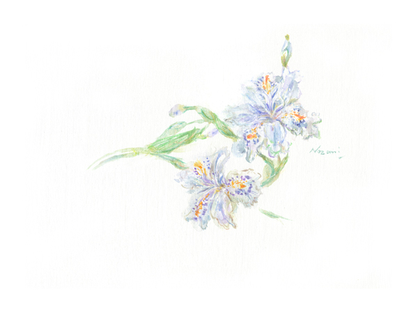 Iris japonica（シャガ）