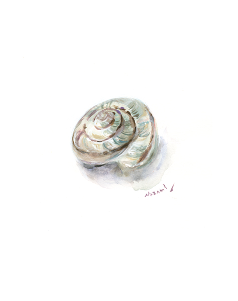 かたつむりの殻