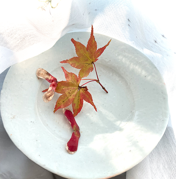 桔梗ヶ丘の庭の楓。楓の木に変わった形の実がなっていました。