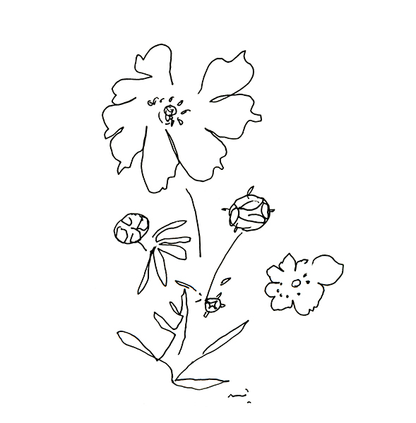 黄花コスモス2023,10・Golden Cosmos