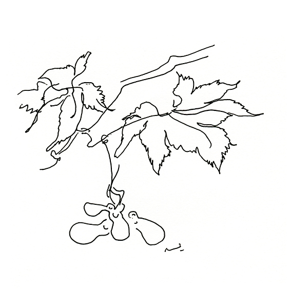 桔梗ヶ丘の庭の楓 2・maple 