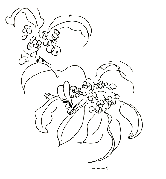 金木犀のつぼみの香り・Bourgeons d'Olivier Odorant・Fragrant Olive Buds