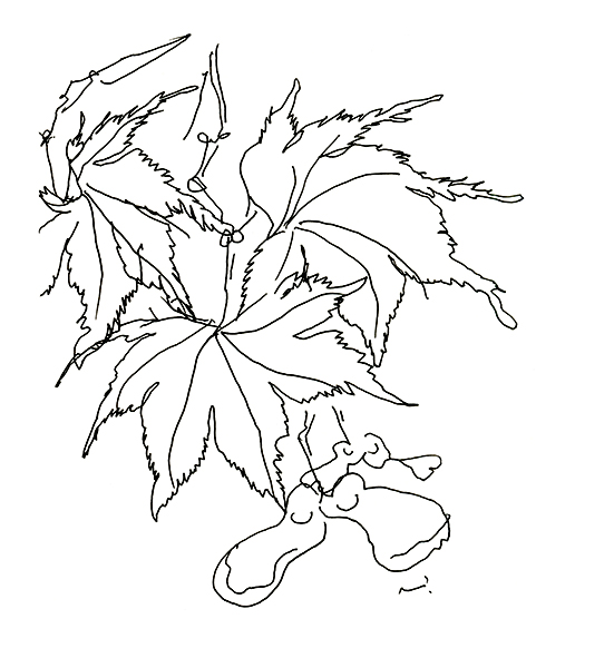 桔梗ヶ丘の庭の楓・acero・maple