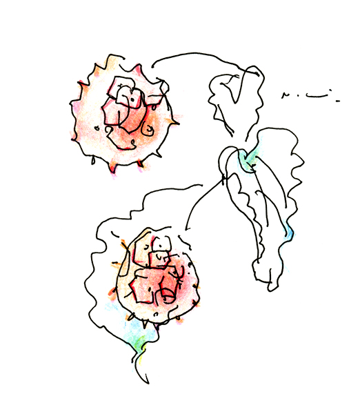 やまぼうしの実・The Kousa Dogwood Fruit