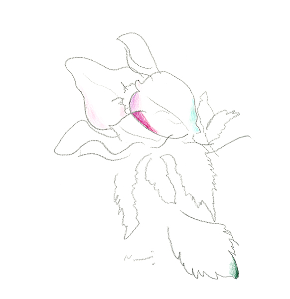 Little Christmas Rose