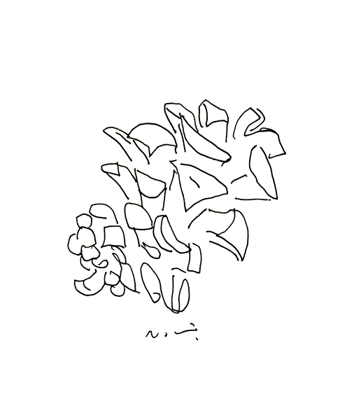 松ぼっくり・A Pinecone