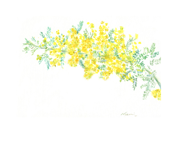 Mimosa（ミモザ）