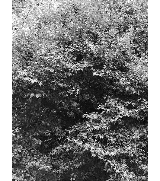 紅葉・The Japanese Maple