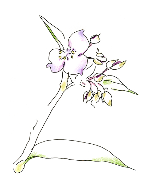 紫露草（ムラサキツユクサ）