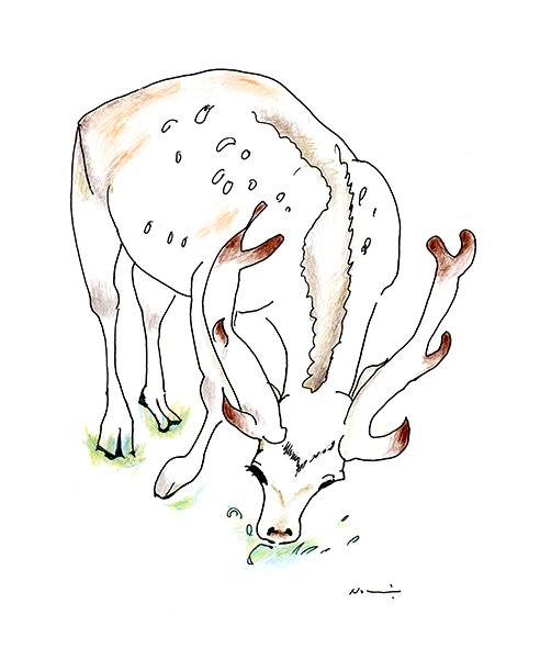 奈良の鹿・The Deer in Nara