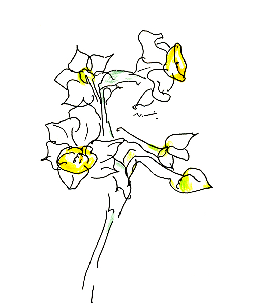 水仙・The Narcissus