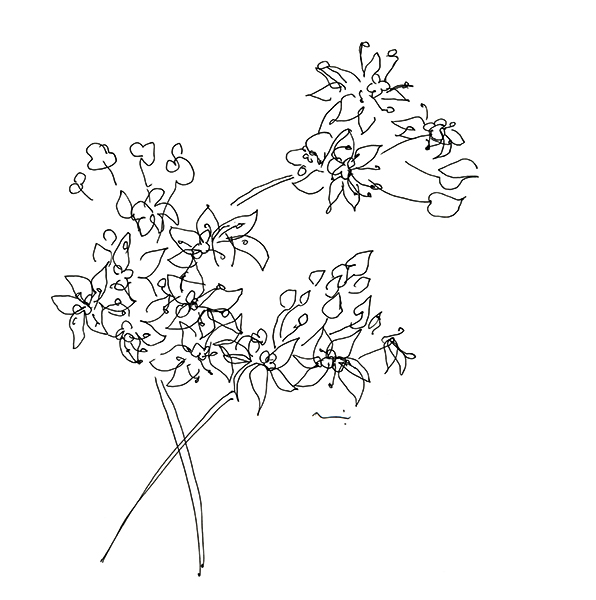 ニラの花 1・Garlic chives