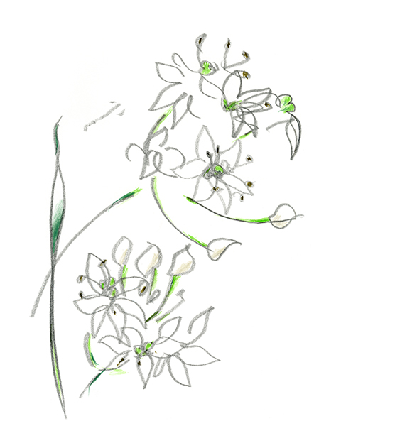 ニラの花 3・Garlic chives