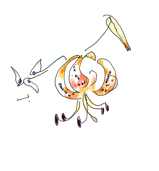オニユリ・A Tiger Lily