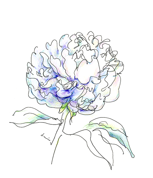 芍薬 2021・The Chinese Peony 2021