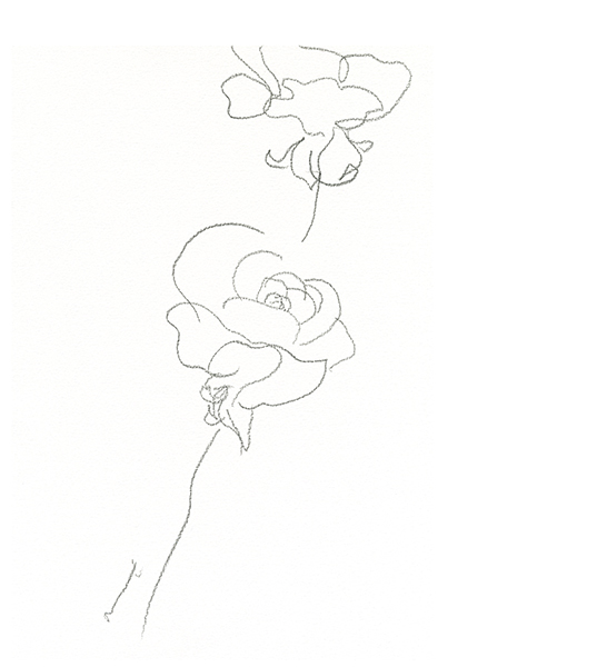 ラナンキュラス2024