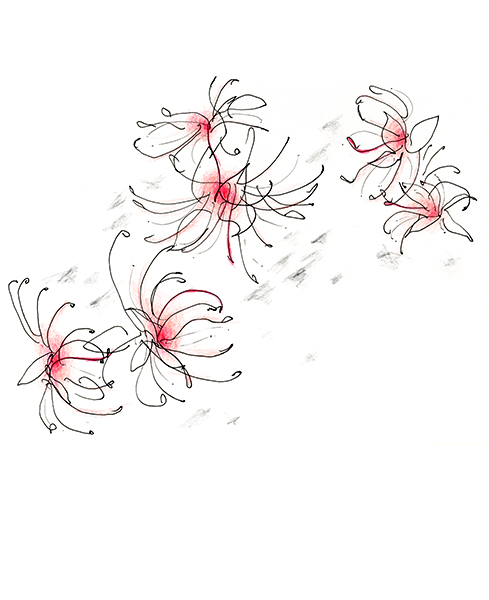 サガリバナと海の光・Barringtonia Racemosa and the Glory of the Sea