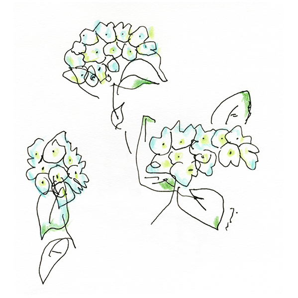 咲きたての紫陽花