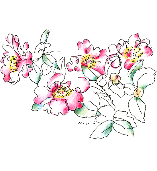 山茶花・The Sasanqua Camellia