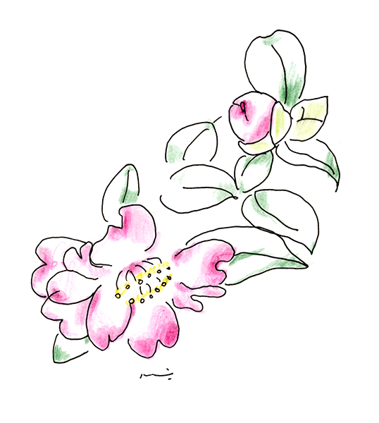 山茶花（さざんか）2025