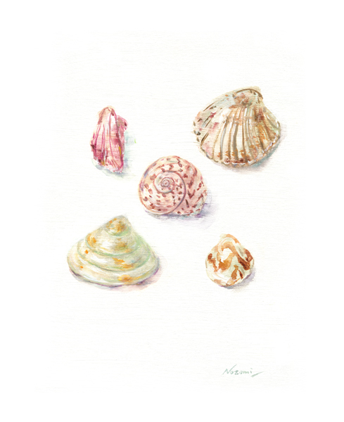 S e a s h e l l s
