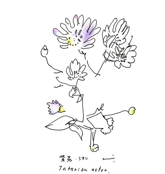 紫苑・シオン・Tatarian aster